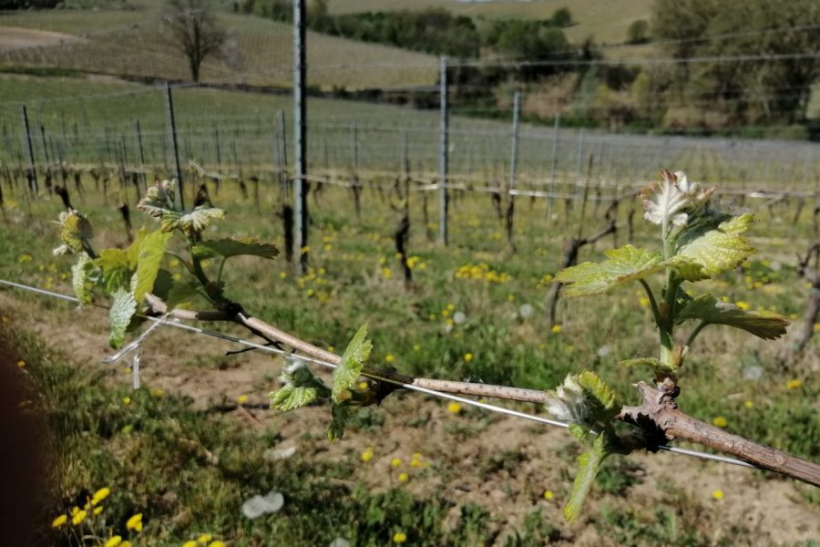 2021, the year of rebirth: work continues in our vineyards